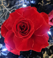 Load image into Gallery viewer, Elegant &amp; sophisticated preserved red rose in bag – Style 2
